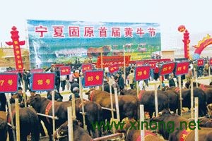 泾源黄牛