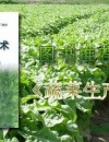 《蔬菜生产技术》